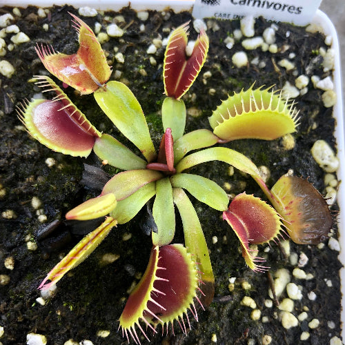 Dionaea Muscipula Venus flytrap Southwest Giant Flytrapstore USA First summer traps second top view