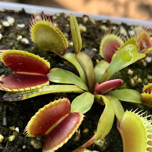 Dionaea Muscipula Venus flytrap Southwest Giant Flytrapstore USA First summer traps Other side view