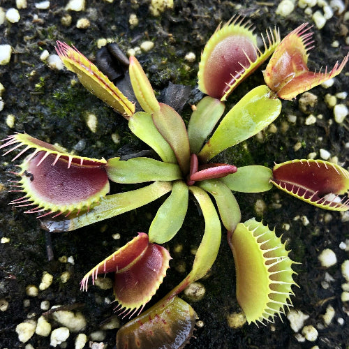 Dionaea Muscipula Venus flytrap Southwest Giant Flytrapstore USA Near flowering size with first summer traps Top view