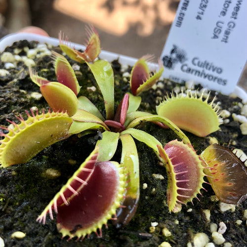 Dionaea Muscipula Venus flytrap Southwest Giant Flytrapstore USA First summer traps