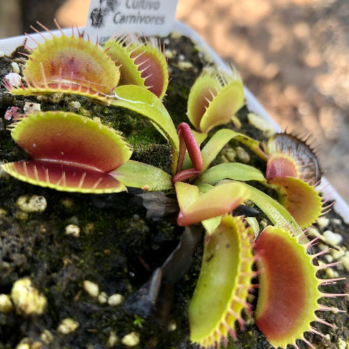 Dionaea Muscipula Venus flytrap Southwest Giant Flytrapstore USA First summer traps Side view