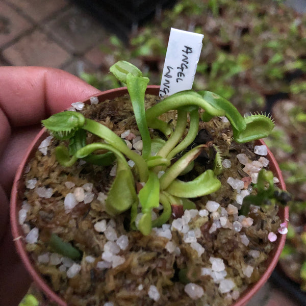 EARLY ACCESS > Venus Flytrap Angel Wings {#22-12-25-05/802} 📏 Flowering size * XL Dormant Rhizome 🌱 Bareroot