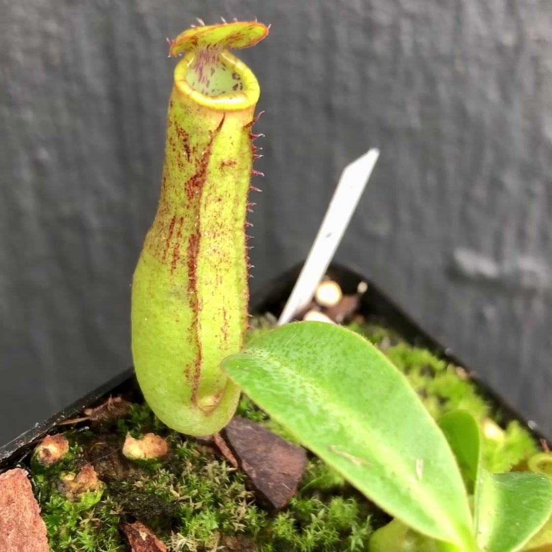 TROPICAL PITCHER PLANT: Nepenthes Cornuta (Mindanao, Philippines) * Clone 1 * Wistuba, Germany * Carnivorous plants for sale South Africa