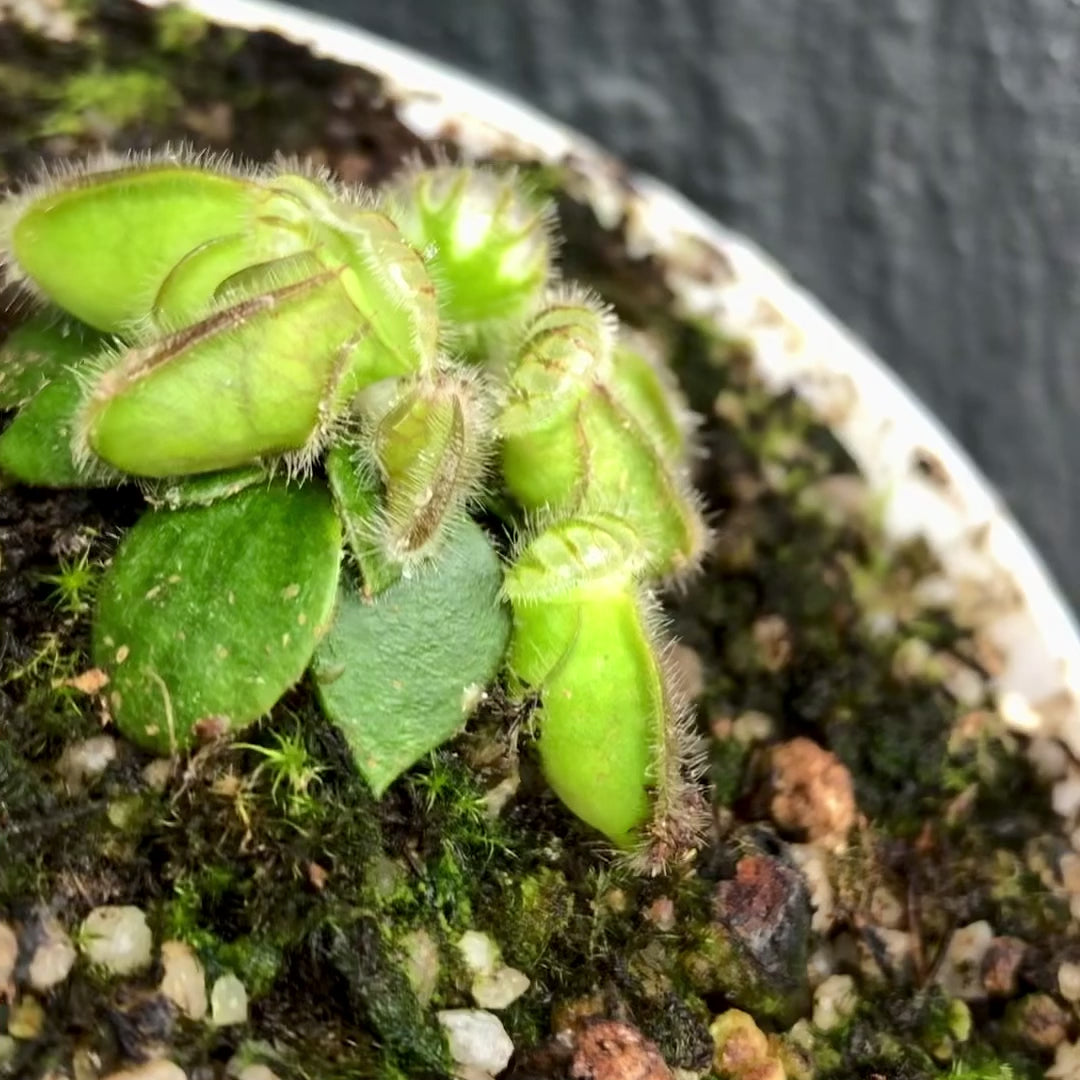 RARE! ALBANY PITCHER PLANT Cephalotus Follicularis "Thomas Carow" ~ Seedgrown Buy this exact plant in South Africa