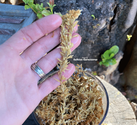 Long Fiber Sphagnum Moss - 2 Quarts | Perfect Plants