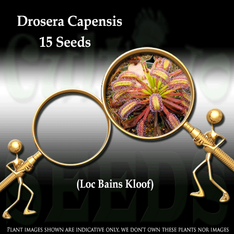 Sundew seed for sale: Drosera Capensis loc Bainskloof – Cultivo Carnivores