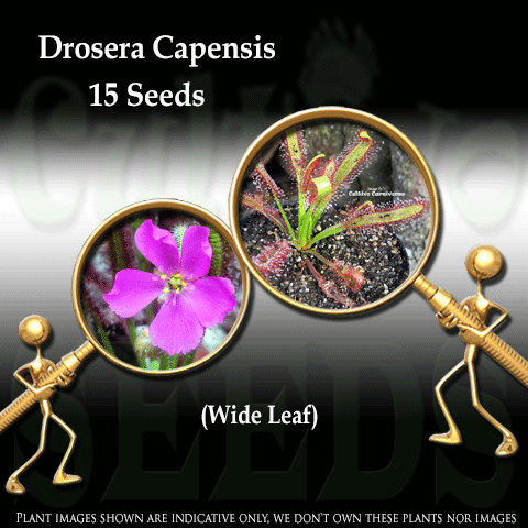 Sundew seed for sale: DROSERA CAPENSIS WIDE LEAF | Cultivo Carnivores