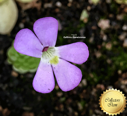 BUTTERWORT (Mexican): Pinguicula Jaumavensis flower | Buy carnivorous plants and seeds online @ South Africa's leading online plant nursery, Cultivo Carnivores