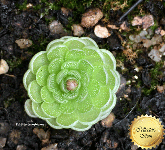 BUTTERWORT (Mexican): Pinguicula Jaumavensis for sale | Buy carnivorous plants and seeds online @ South Africa's leading online plant nursery, Cultivo Carnivores