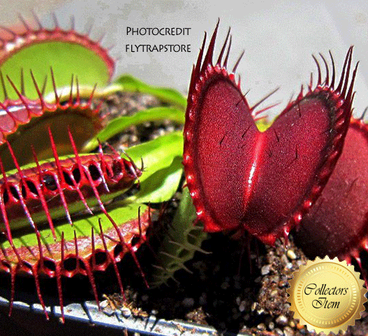 VENUS FLYTRAP: Purple Ambush for sale | Buy carnivorous plants and seeds online @ South Africa's leading online plant nursery, Cultivo Carnivores