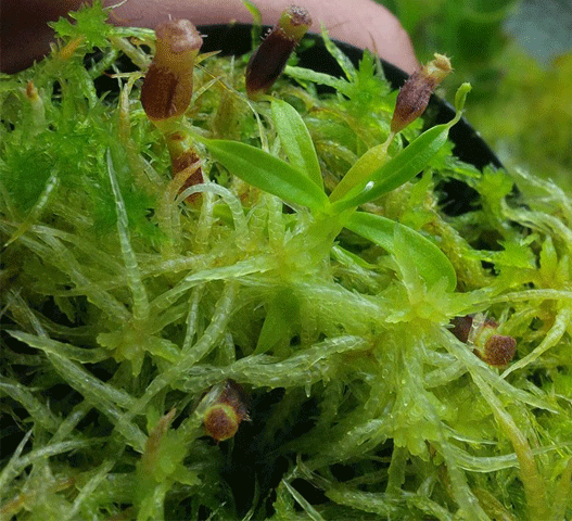 Live sphagnum moss -  México