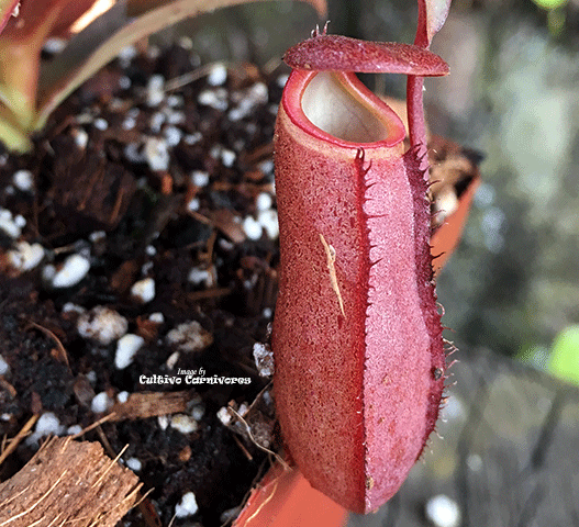 TROPICAL PITCHER PLANT: Nepenthes Red Bell for sale | Buy carnivorous plants and seeds online @ South Africa's leading online plant nursery, Cultivo Carnivores